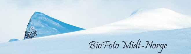 Biofoto Midt-Norge